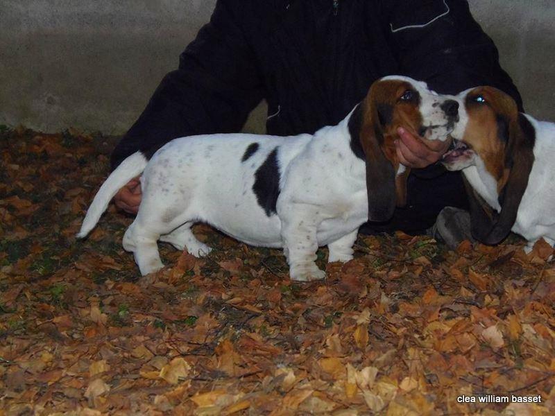 Basset-Hound---baset