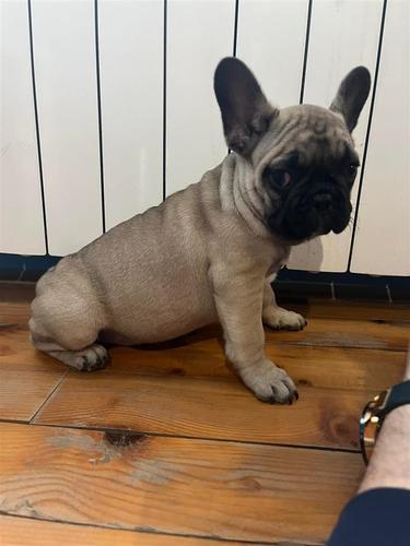 Francuski Buldog