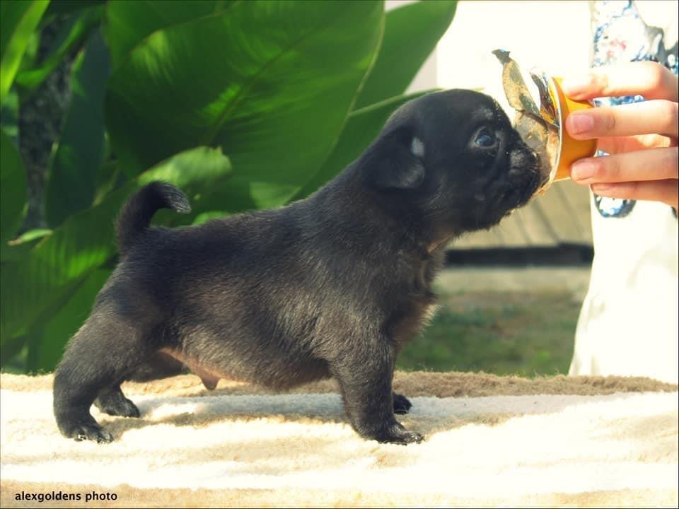 Mops-štenci