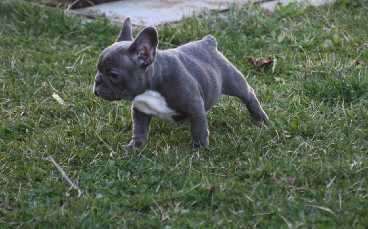 Francuski-buldog-štenci