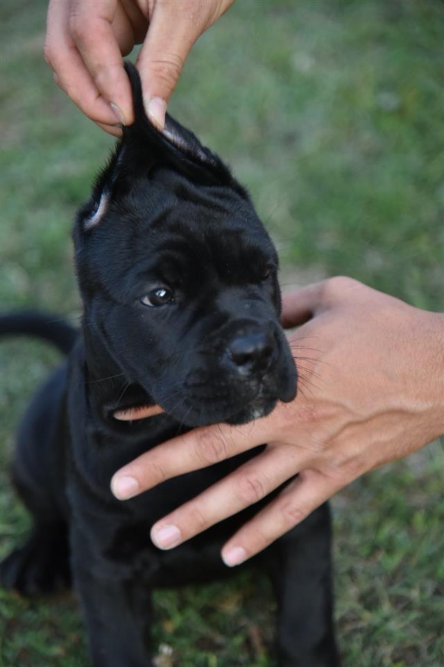 Cane-corso
