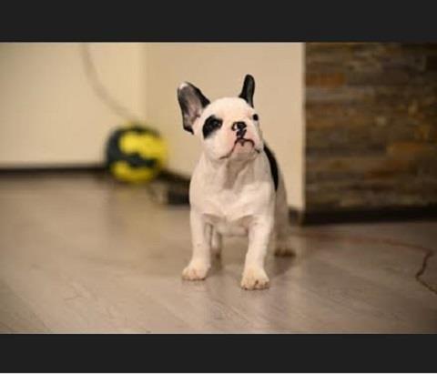 Francuski-buldog