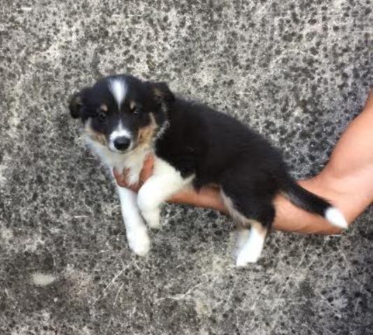 Border-Collie-stenci-