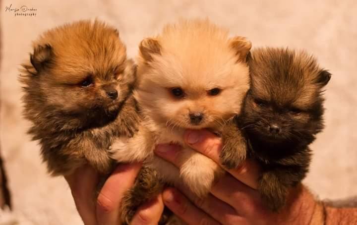 Pomeranski-špic-