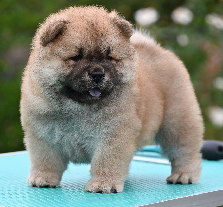 Chow-Chow-Čau-čau-štenci