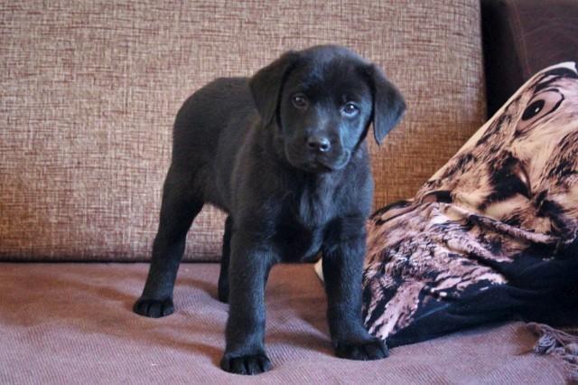 Labradori