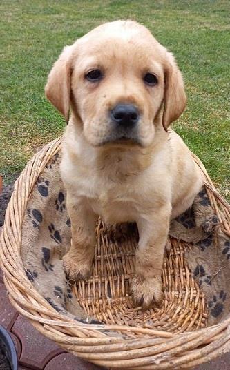 Labrador-stenci