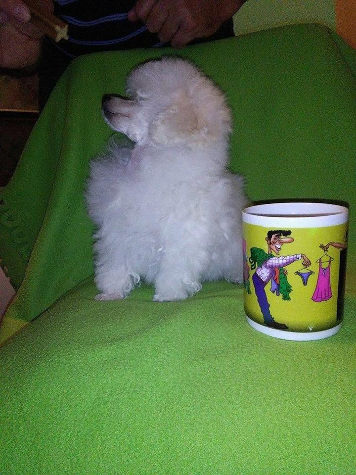 Toy-pudla