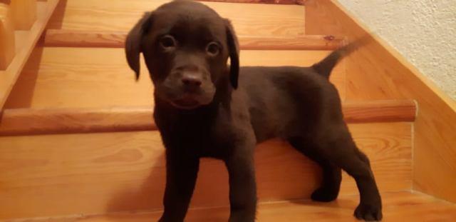 Štenci-Labrador-retrivera-