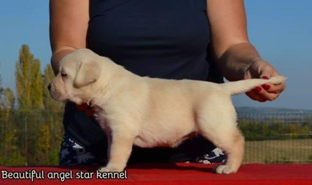 Labrador-Retriver--
