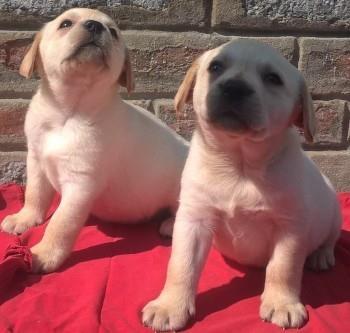 Labrador-retriver-stenci