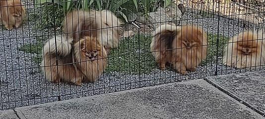 Pomeranac-stenci