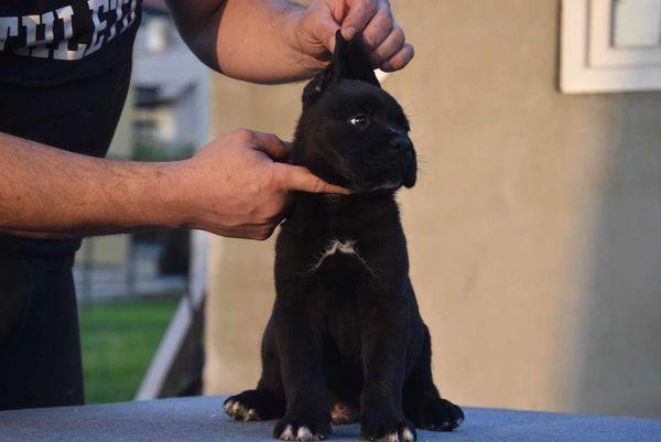 Cane-Corso-štenci-