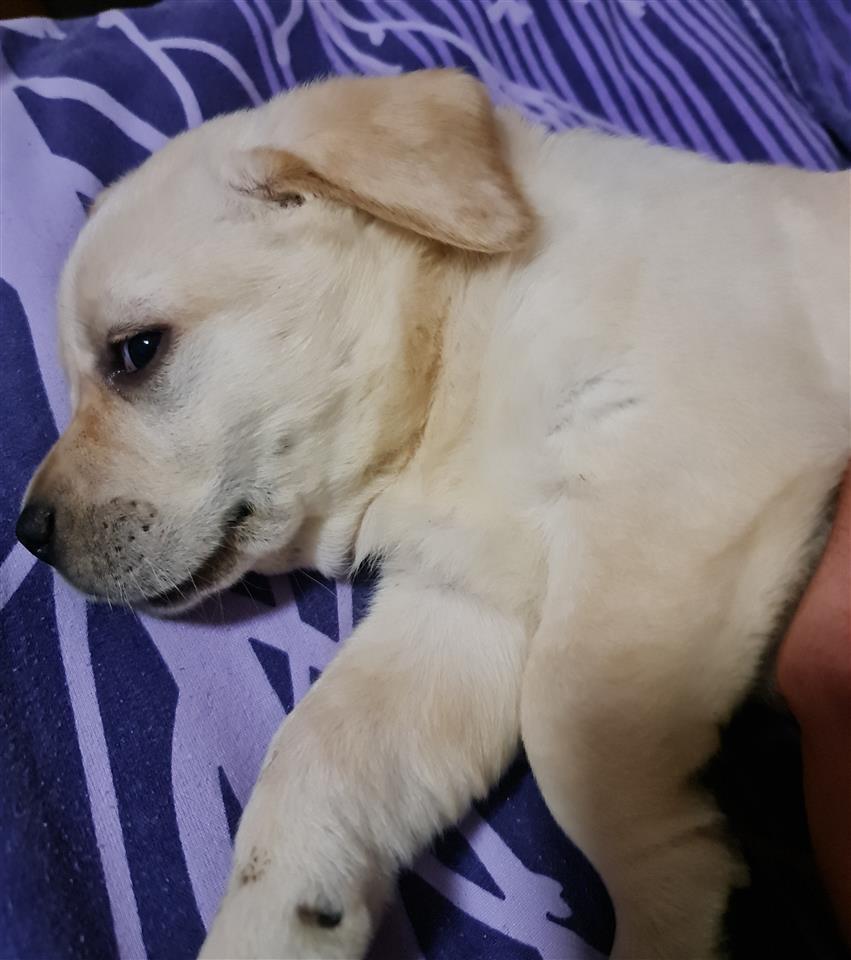 Labrador-retriver-stenci