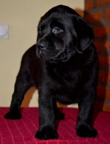Labrador-retriver-stenci-