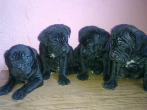 Cane-corso