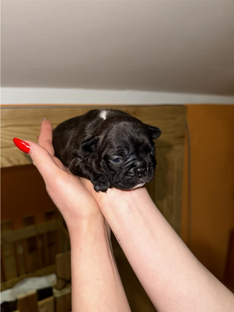 Francuski-buldog-