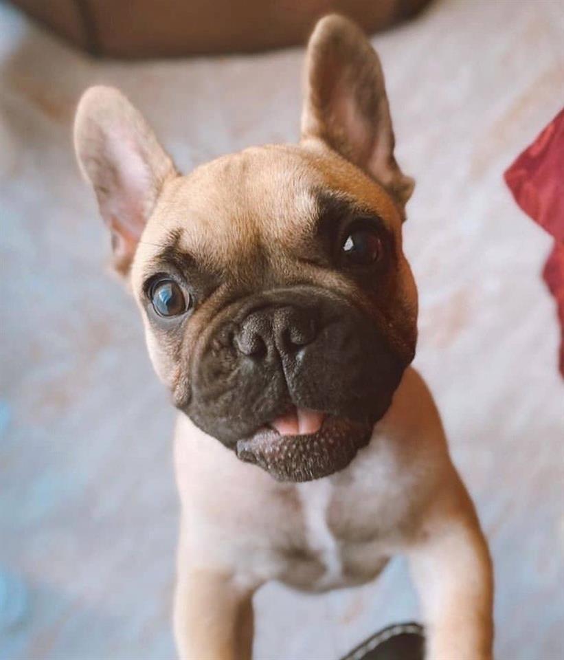 Francuski-buldog