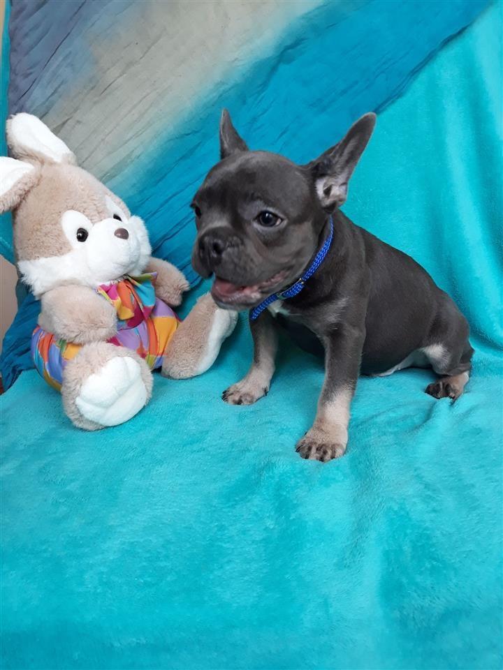 Francuski-buldog-štenci
