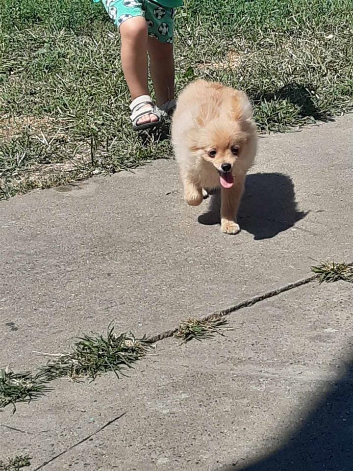 Pomeranski-spic