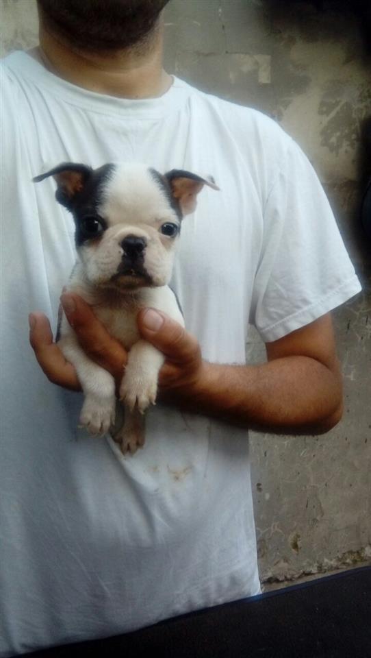 Boston-terijer-stenci