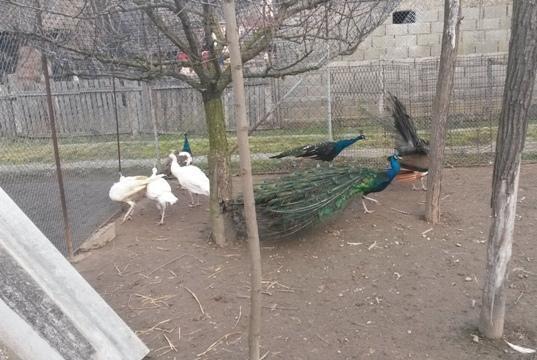 Paunova-