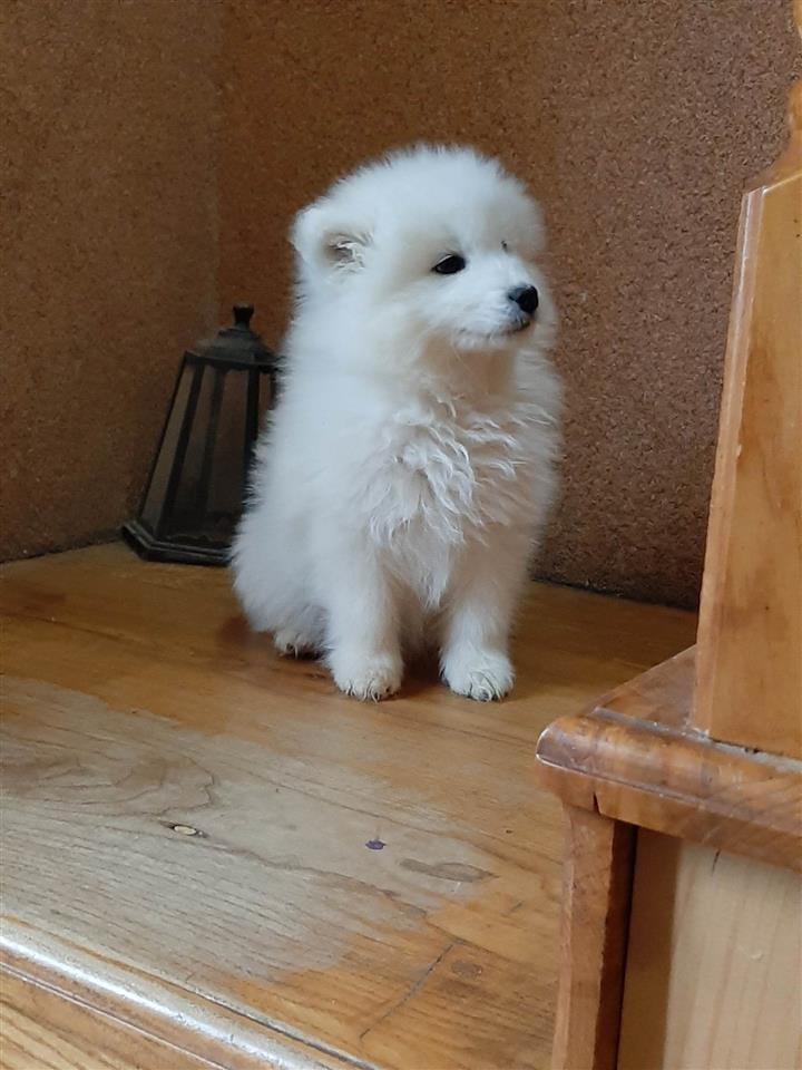 Samojed-prelepi-štenci