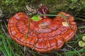 Ganoderma-Lucidum-Reishi-Gljiva