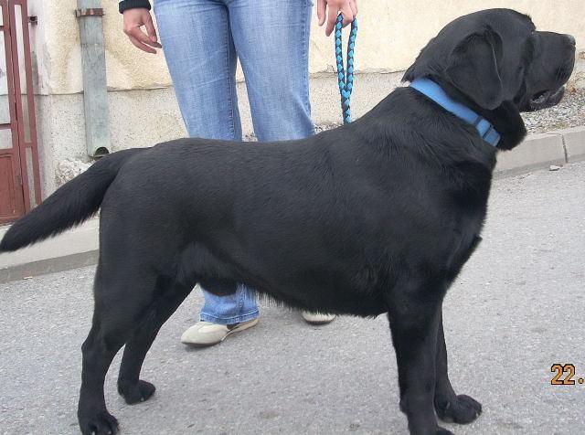 LABRADOR RETRIVER stenci
