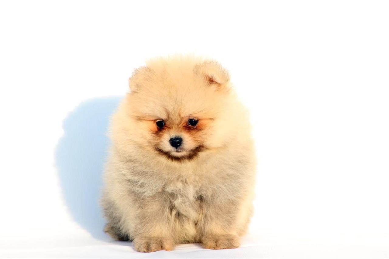 Pomeranski-spic-Boo-stenci