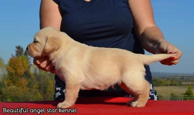 Labrador-Retriver--