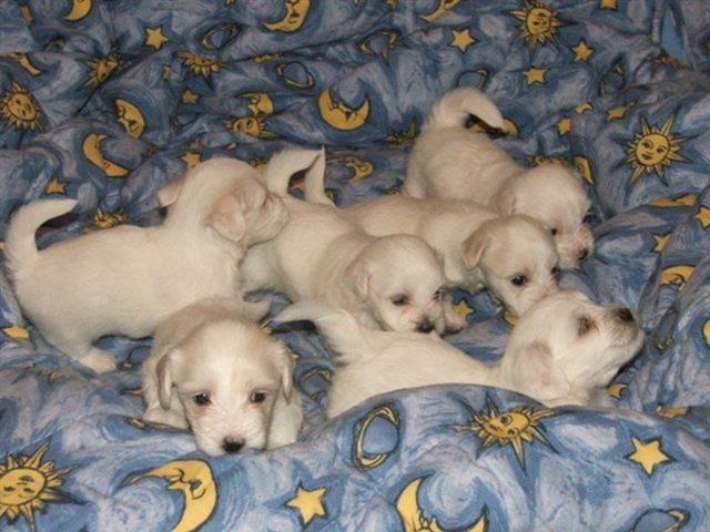Coton-de-Tulear--Stenci