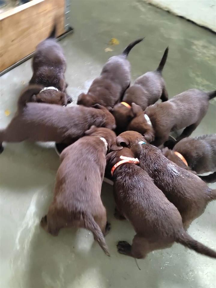 Labradori-