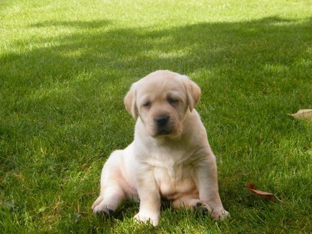 Stenci-Labrador-retrivera