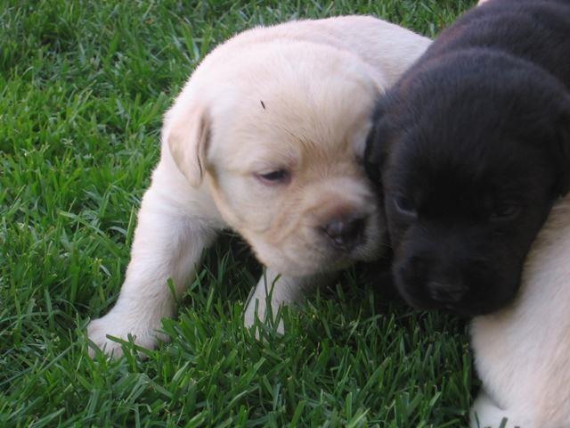 LABRADOR-RETRIVER