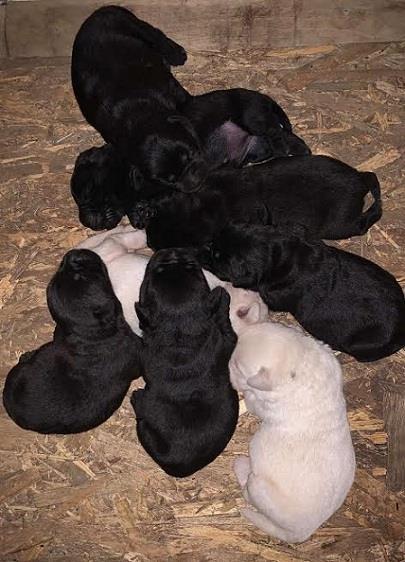 Labrador-retriver