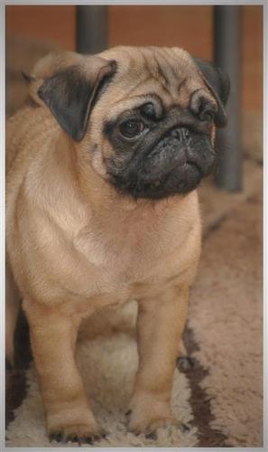 Mops štene