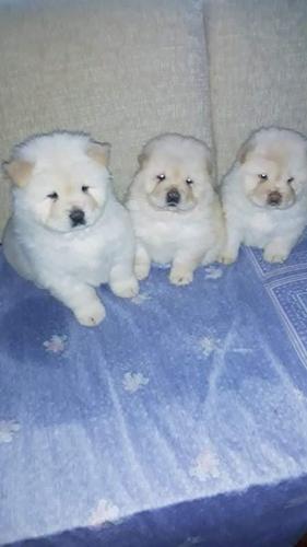 Chow Chow štenci 