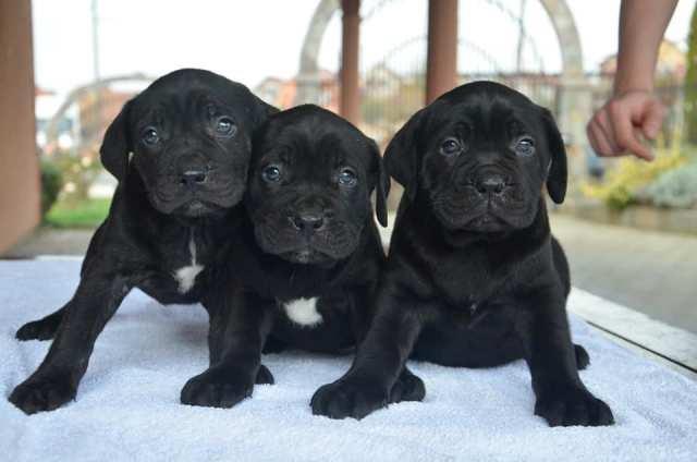 Cane-Corso-štenci