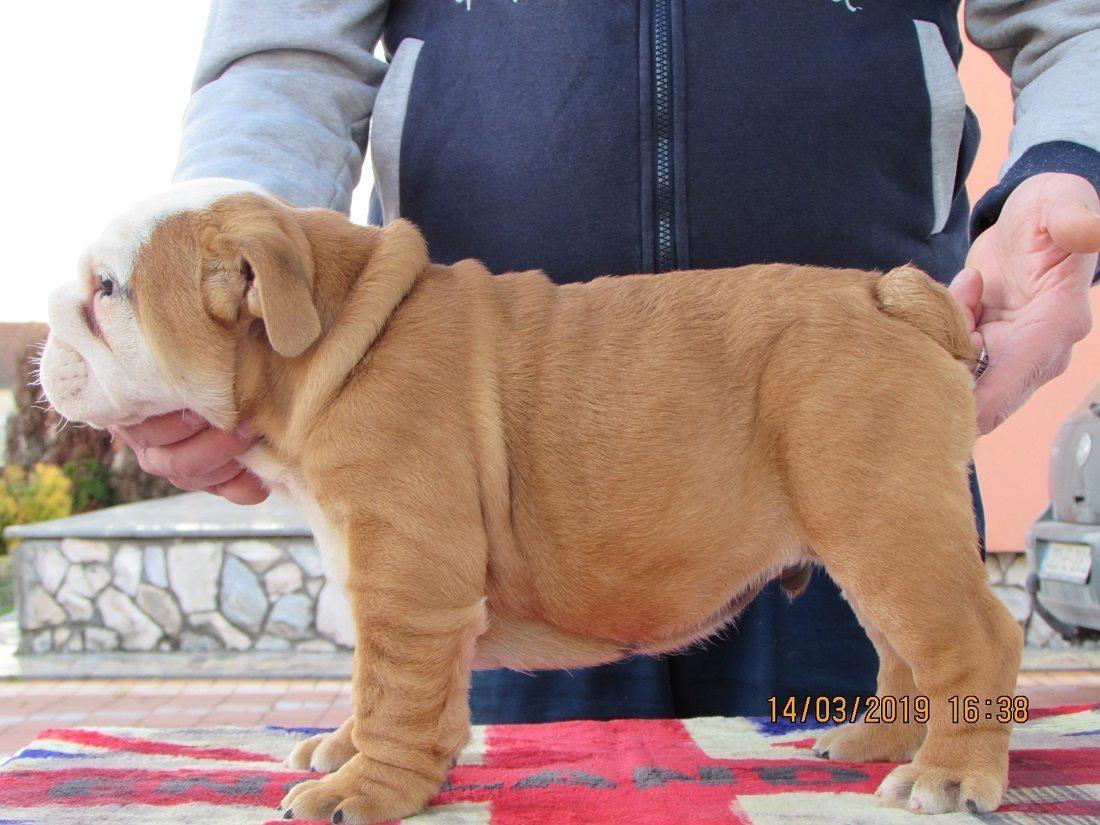 Engleski-buldog-štenci