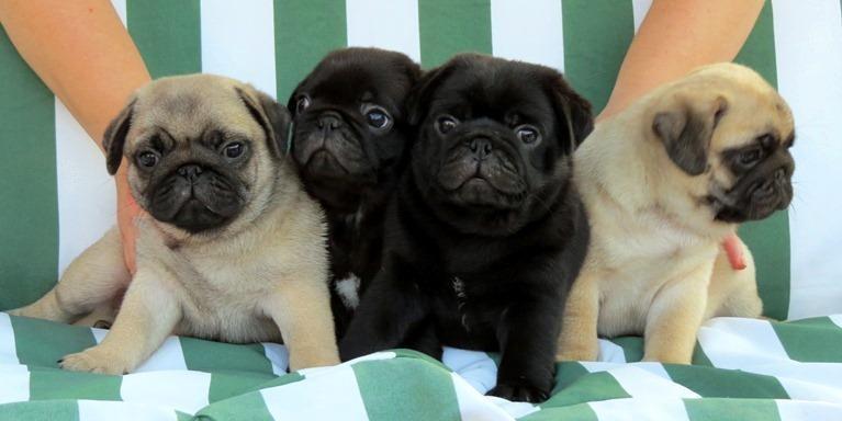 Mops