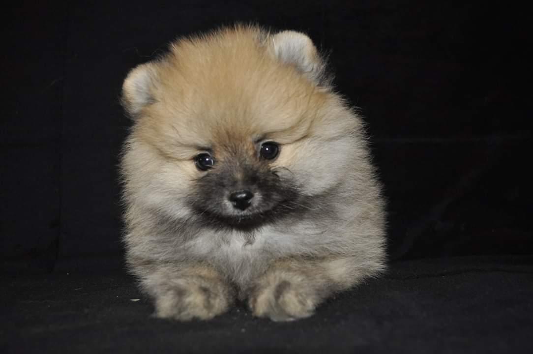 Pomeranac-štenci