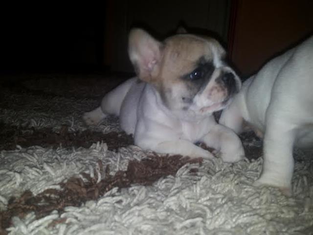 Francuski-Buldog-
