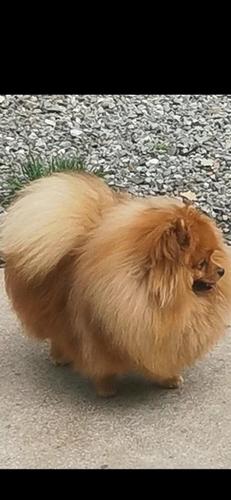 Pomeranac decak 