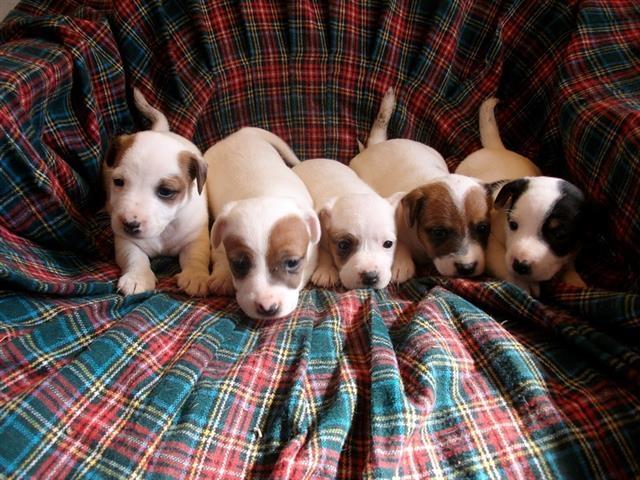 Jack-Russel-Terrier