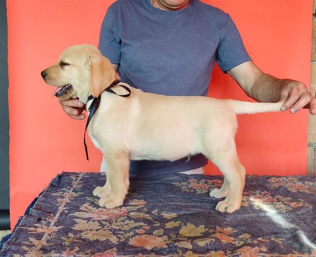 Labrador Retriver Štenci