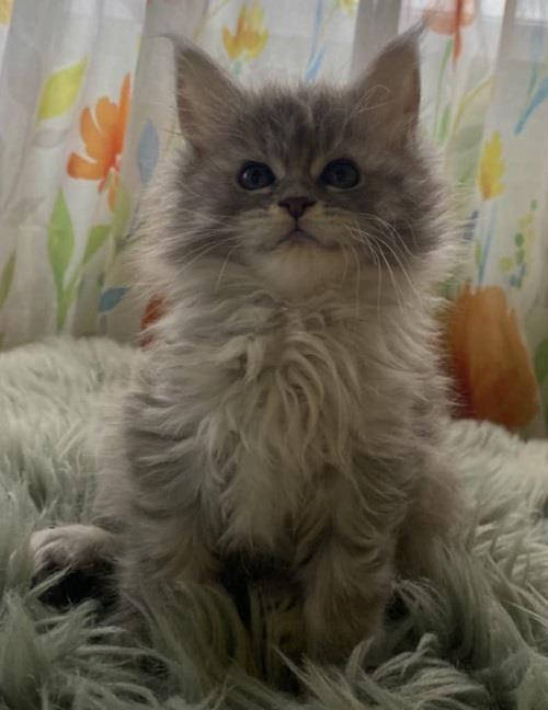 Maine-Coon-mačići