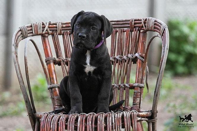 Cane Corso štenad na prodaju