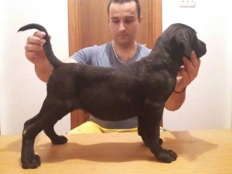 CANE-CORSO-Vrhunska-štenad