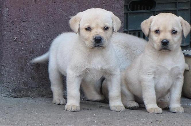 prodajem labrador retriver stenad